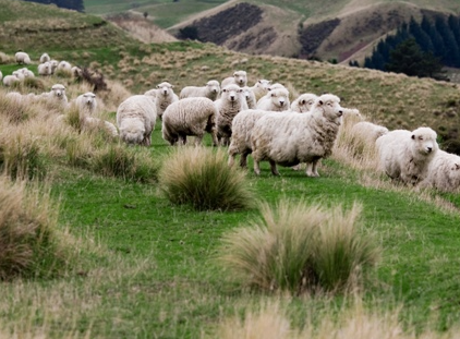 Sheep on a grassy hill