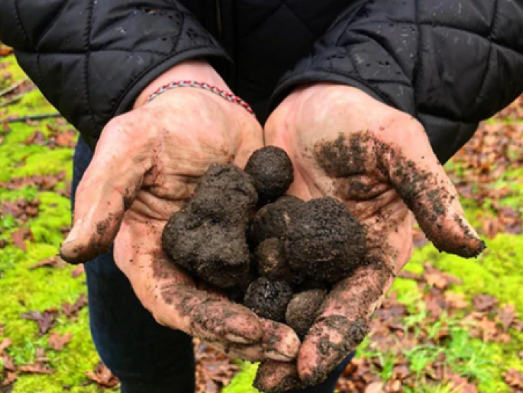 Black truffles in hands