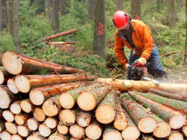 Logging wood